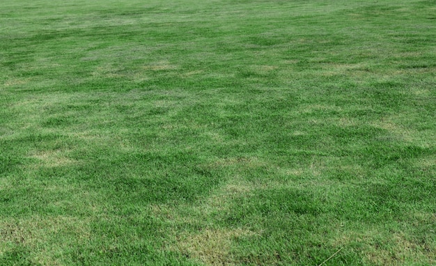 Texture de fond d'herbe verte Élément de conception utilisé pour la fabrication d'un terrain de football Fond de pelouse de golf et de sport