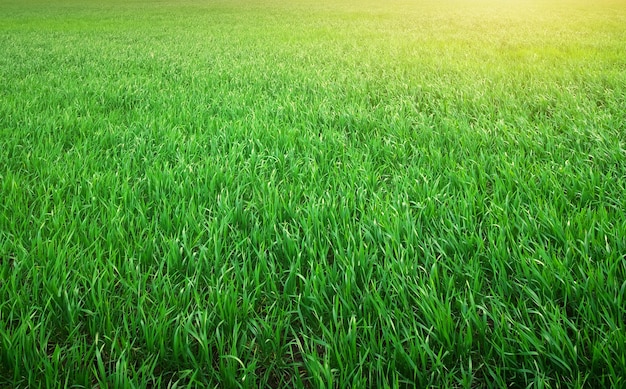 Texture de fond d'herbe verte Élément de conception