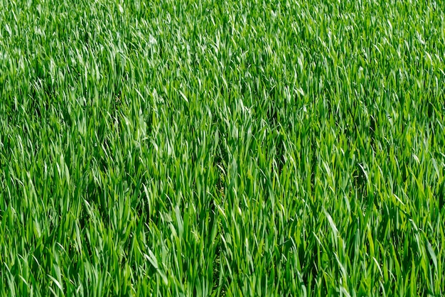 Texture de fond d'herbe verte. Élément de conception.