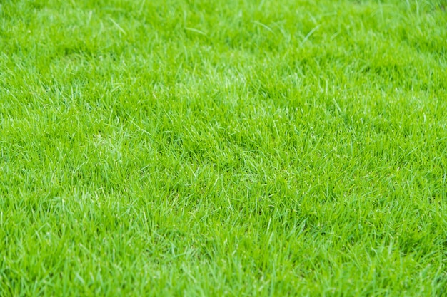 Texture de fond d'herbe verte.