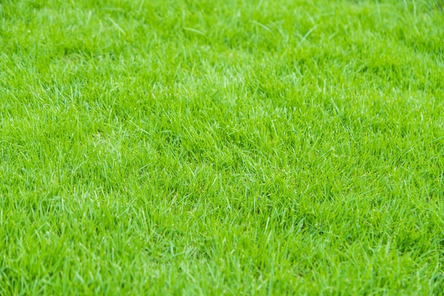 Texture de fond d&#39;herbe verte.