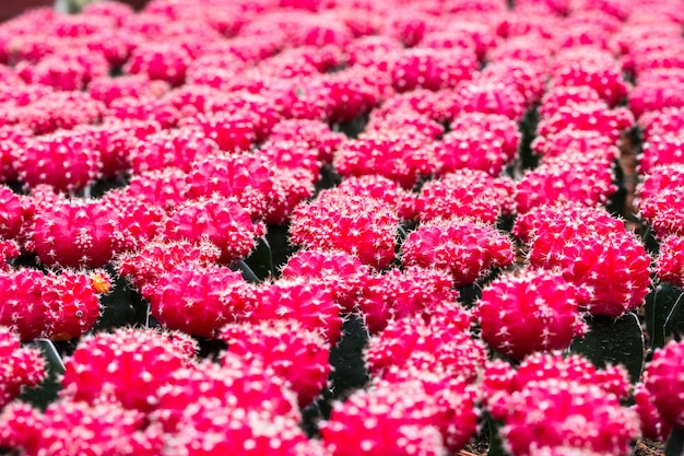 Texture et fond de motif de cactus rouge