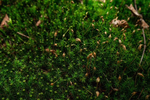 Texture de fond de mousse verte belle dans la nature