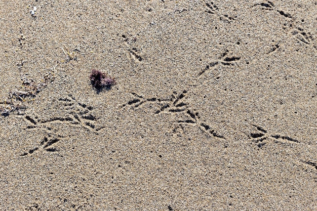 Texture de fond de sable beige et gros plan d'empreintes d'oiseaux