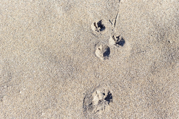 Texture de fond de sable beige avec des traces dessus