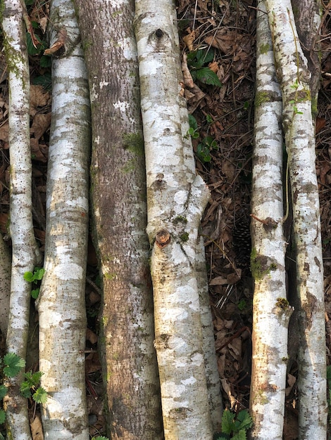 Texture de forêt en bois Photo d'arbres