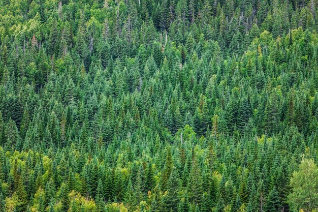 Texture de la forêt