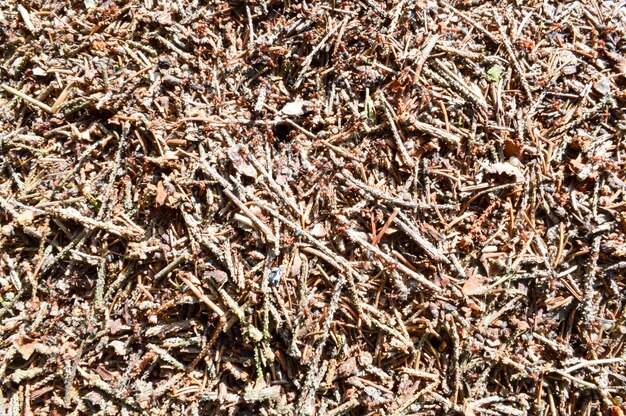 La texture d'une fourmilière de forêt naturelle brune avec des fourmis beaucoup de petits insectes dans la forêt