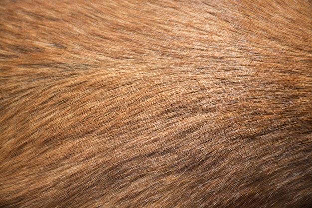 texture de fourrure de chien