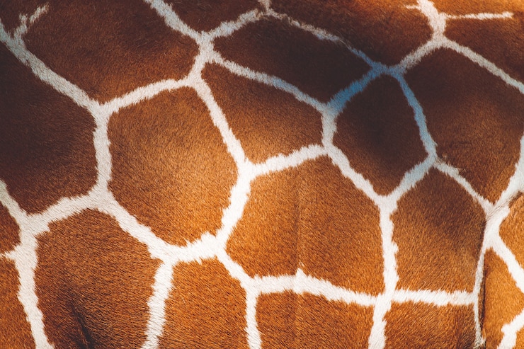 Photo texture de fourrure à motifs de peau d'animal sur une girafe africaine sauvage