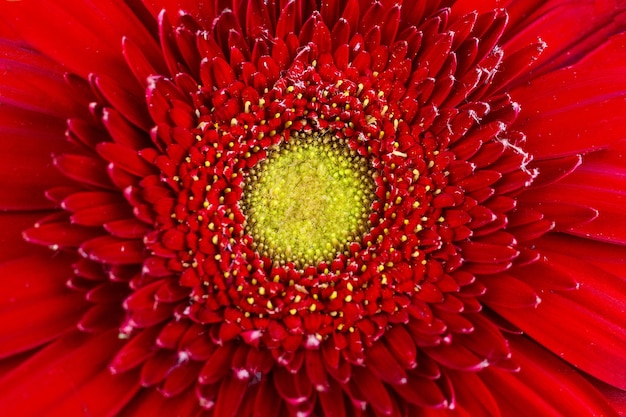 Texture de gerbera rouge