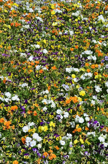 La texture d&#39;un grand nombre de différentes fleurs colorées plantées dans un parterre de fleurs