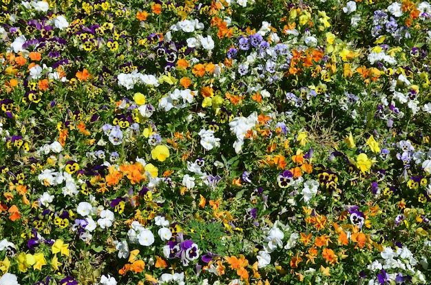 La texture d&#39;un grand nombre de différentes fleurs colorées plantées dans un parterre de fleurs