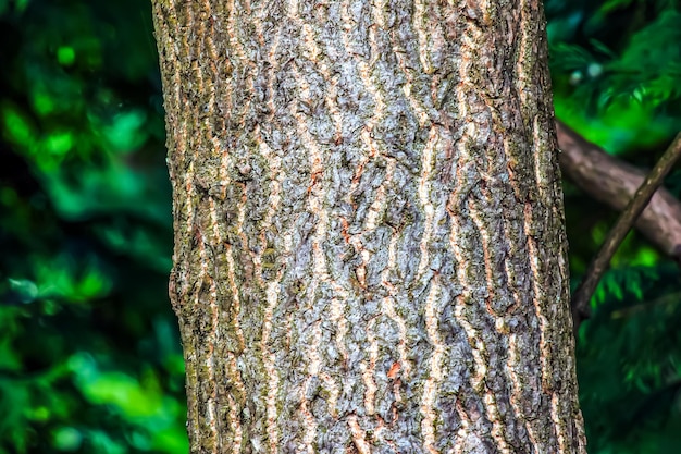 La texture gris foncé de l'écorce du ginkgo biloba, aussi appelé arbre vierge