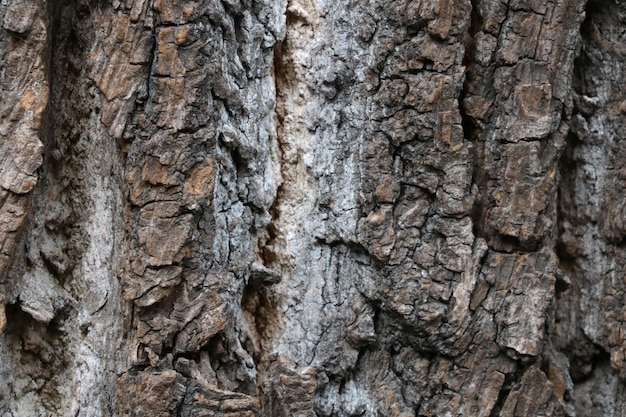 Texture grise du fond en bois d'écorce de bois