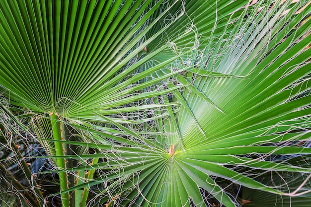 Texture de gros plan de feuilles de palmier fraîches et lumineuses