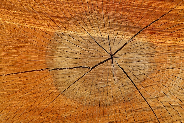 Texture Et Gros Plan De Tronc D'arbre Scié