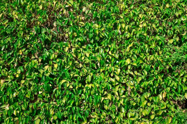 Texture de l'herbe d'un champ