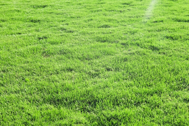 Texture de l'herbe d'un champ