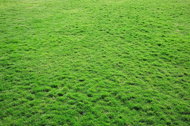 Texture de l'herbe d'un champ