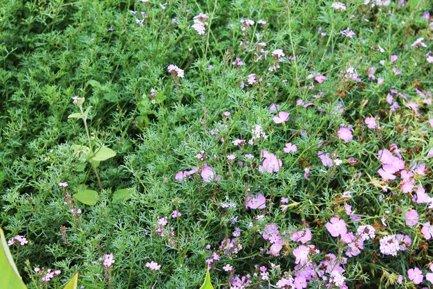 Texture d'herbe avec des fleurs violet clair