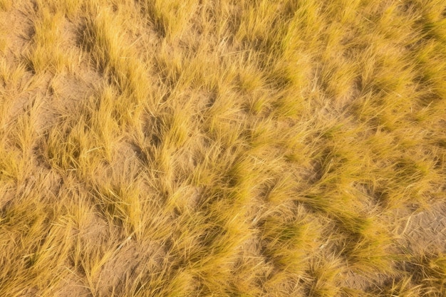 La texture de l'herbe jaunie sous un jour ensoleillé