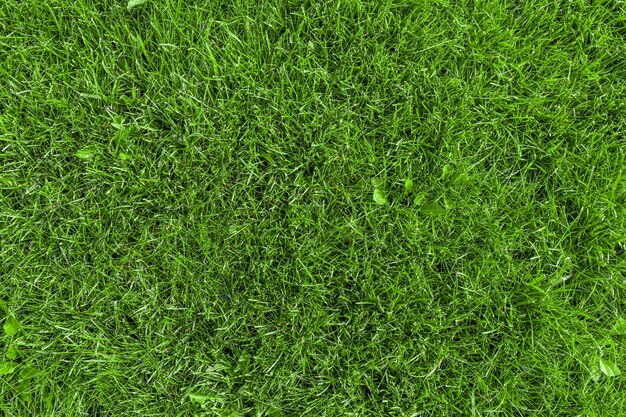 Texture d'herbe naturelle