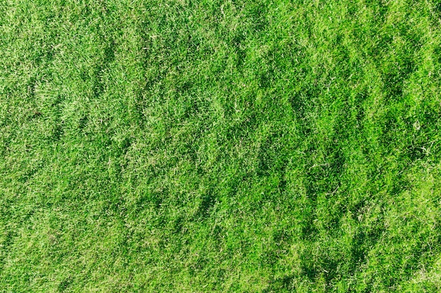 Texture d'herbe à partir d'un fond de champ