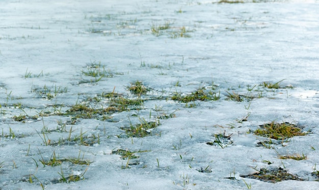 La texture de l'herbe qui pousse à travers le printemps neige