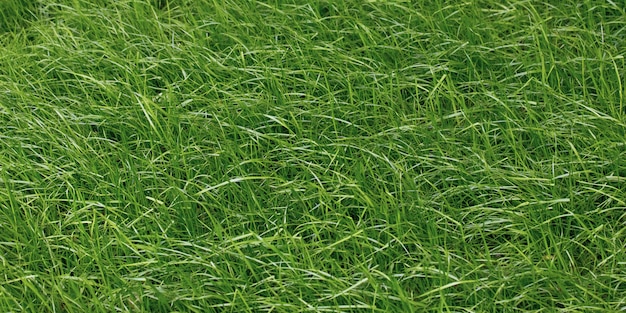 Texture d'herbe, surface de pelouse verte, champ. Fond d'écran nature.