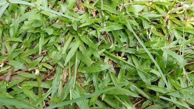 Texture d'herbe verte et d'arbres