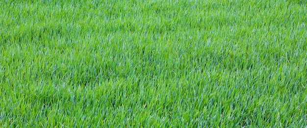 Texture d'herbe verte brillante par temps ensoleillé