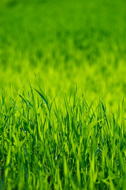 Texture d'herbe verte d'un champ