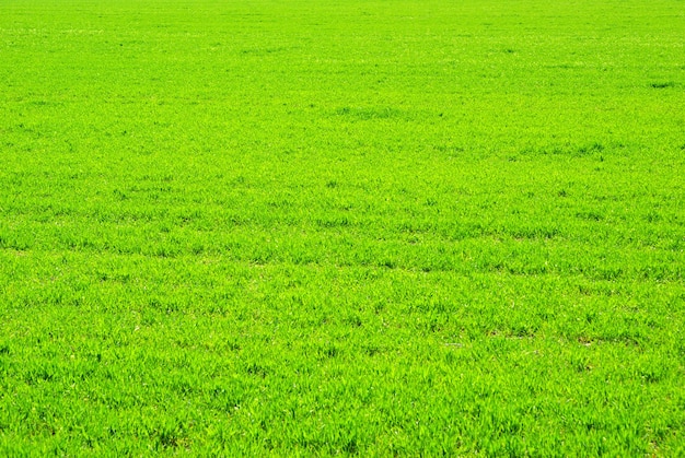 Texture d'herbe verte d'un champ