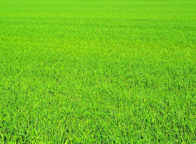 Texture d'herbe verte d'un champ