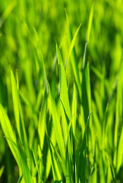 Texture d'herbe verte d'un champ