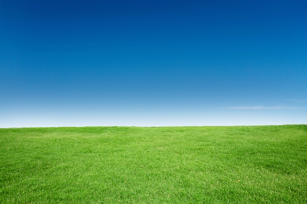 Texture d'herbe verte avec espace de copie blang contre le ciel bleu