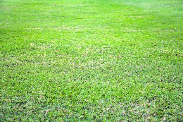 la texture de l'herbe verte avec mise au point sélective peut être utilisée comme arrière-plan