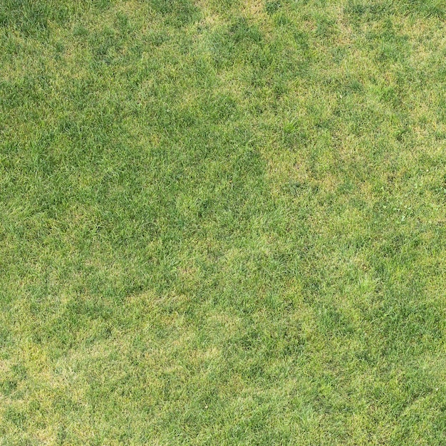 Texture d'herbe verte sur la pelouse, sans soudure