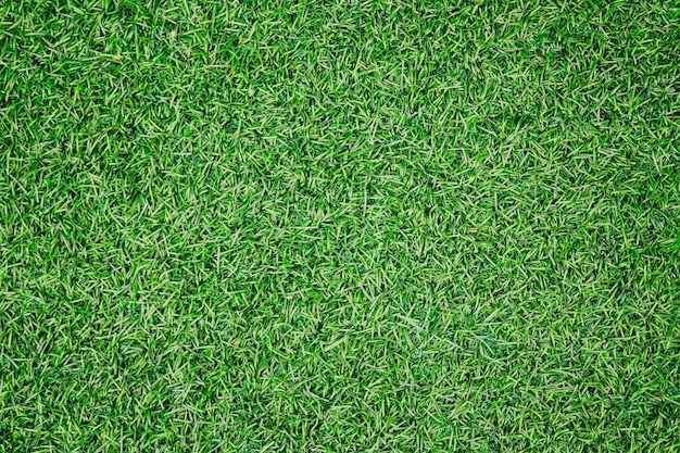 La texture de l'herbe verte peut être utilisée comme arrière-plan