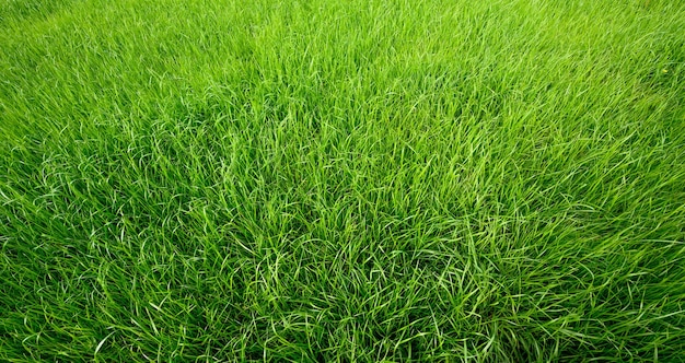 Texture d'herbe verte pour le fond. Champ d'herbe naturelle.