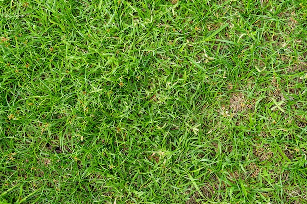 Texture d'herbe verte pour le fond. Motif de pelouse verte et fond de texture. Fermer.