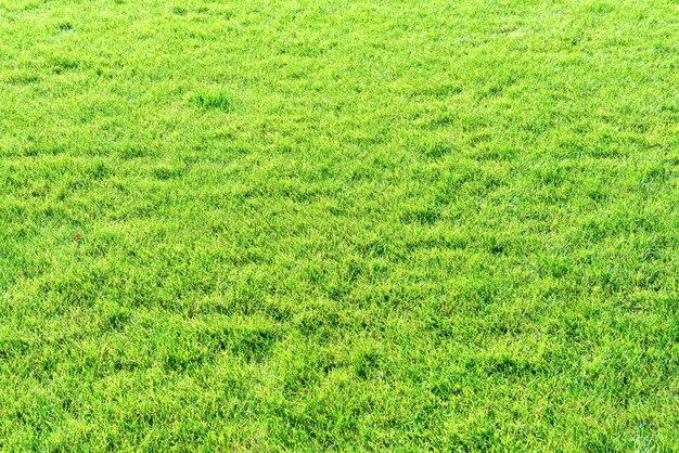 Texture d'herbe verte pour le fond de la nature