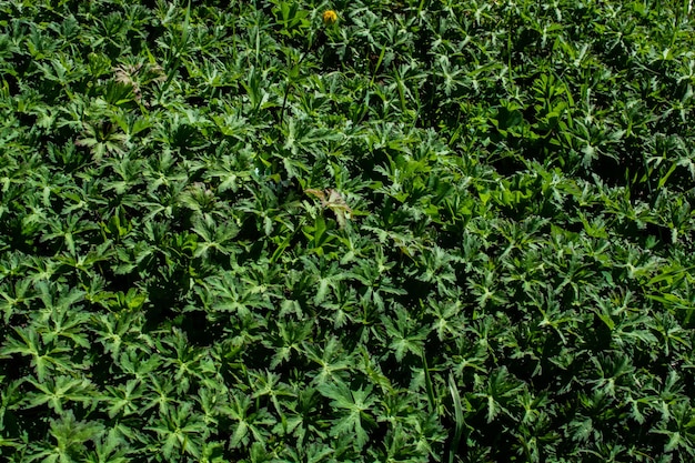 Texture d'herbe verte pour le fond de plantes fraîches