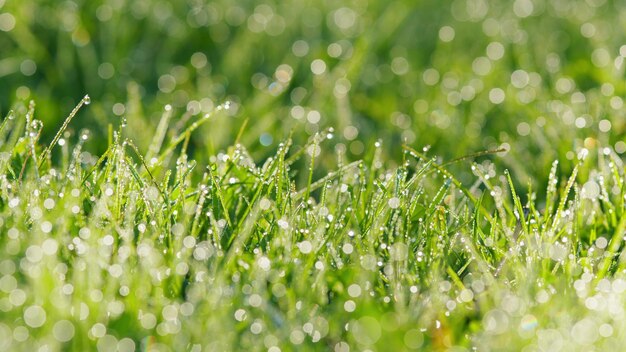 Texture d'herbe verte renouvellement printanier de la nature idée gouttes d'eau sur l'herbe fraîche après la pluie pan