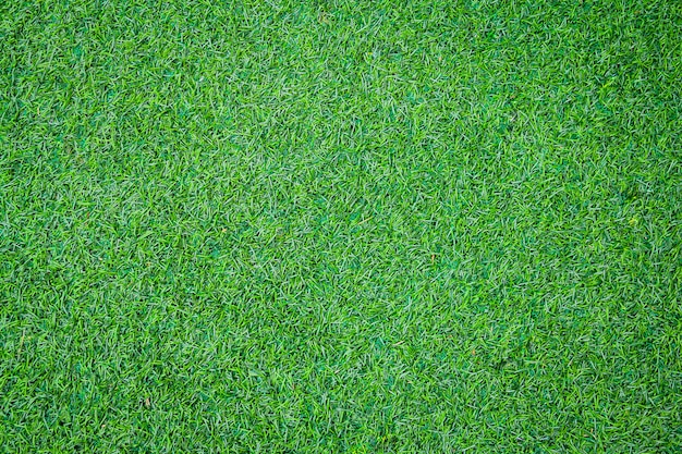 Texture d'herbe verte