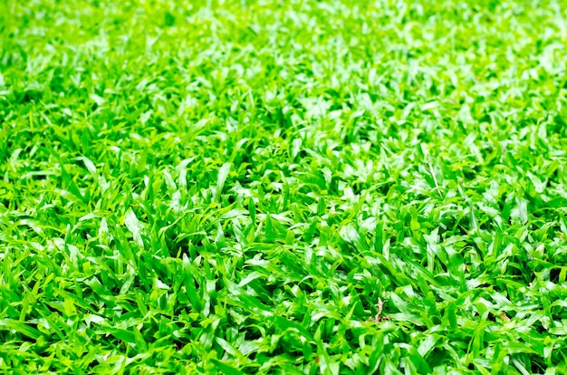 Texture de l&#39;herbe verte.