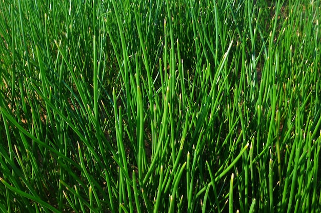 texture d'herbe verte