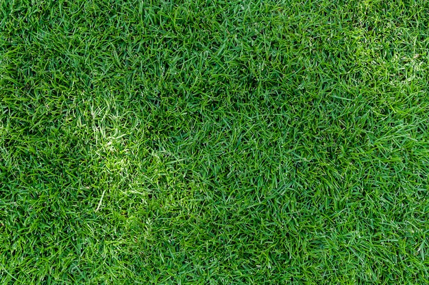 Texture d&#39;herbe