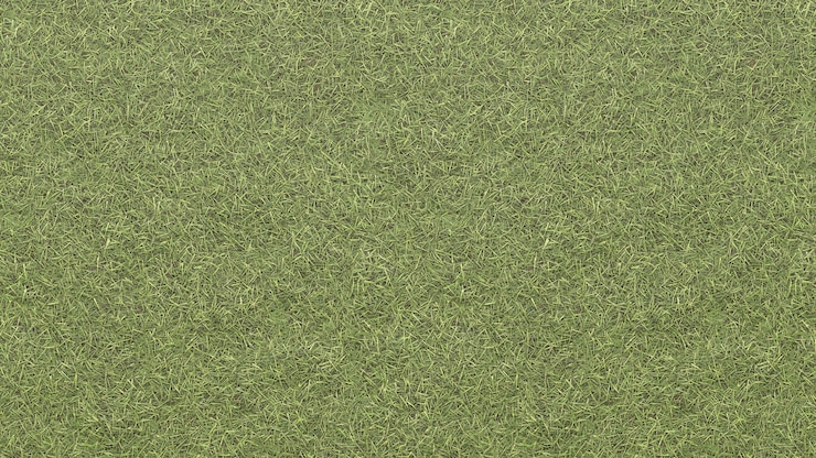 Photo texture de l'herbe